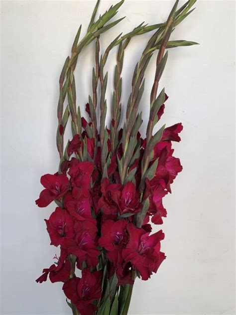 maroon gladiolus