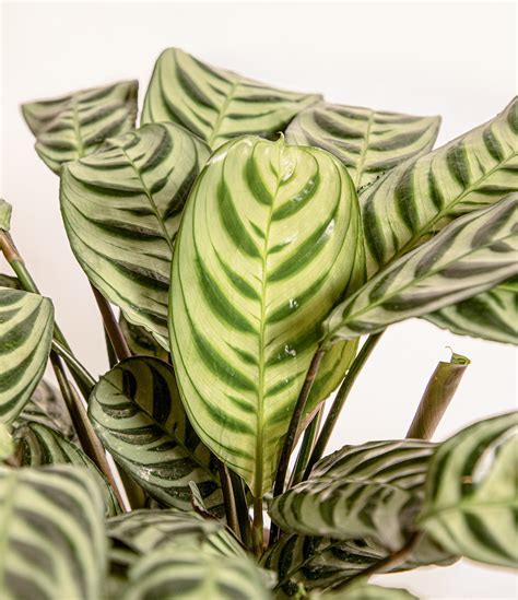 marxii calathea