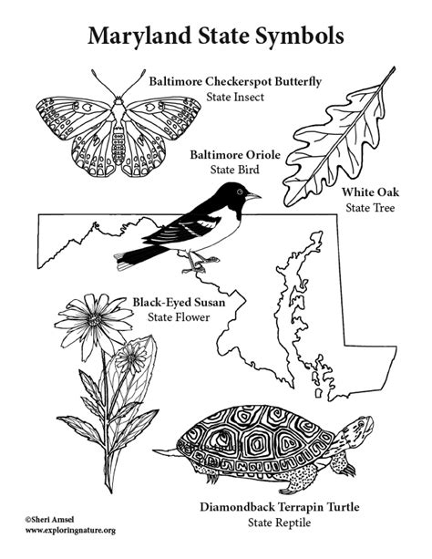 maryland coloring pages