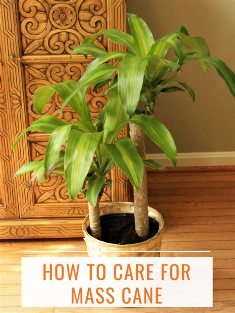 mass cane plant
