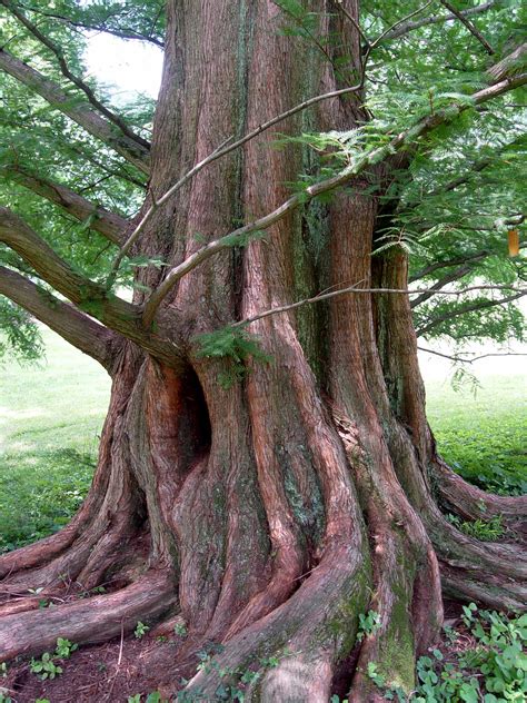 mature dawn redwood