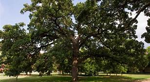 Mature oak tree