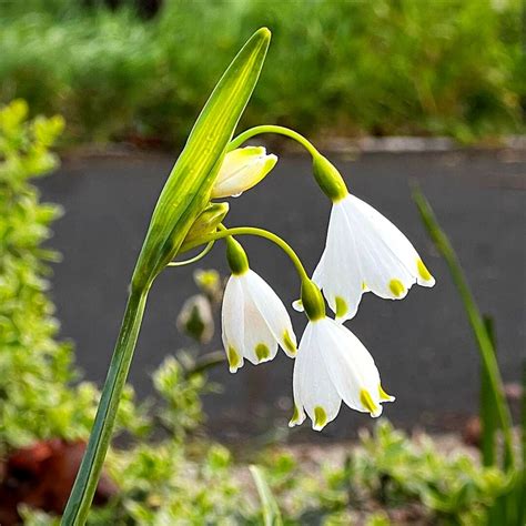 may flowers