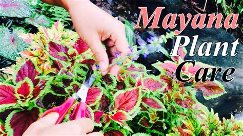 mayana plant care tips