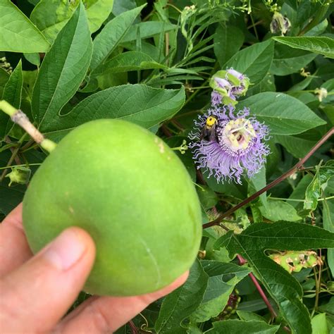 maypop