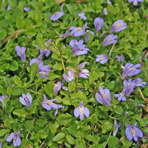 mazus reptans