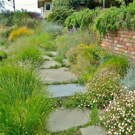 meadow lawn alternative