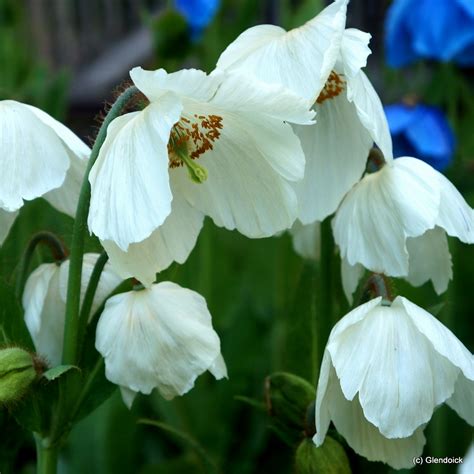 meconopsis marit