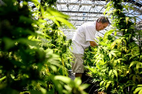 Medical marijuana grower registration in Minnesota