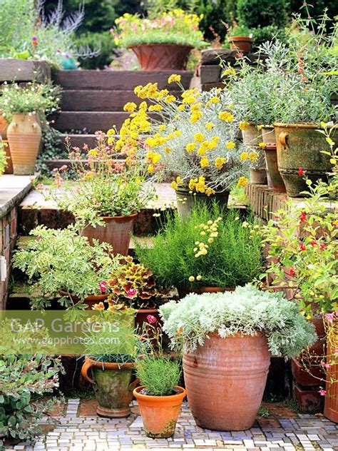 mediterranean plants for pots