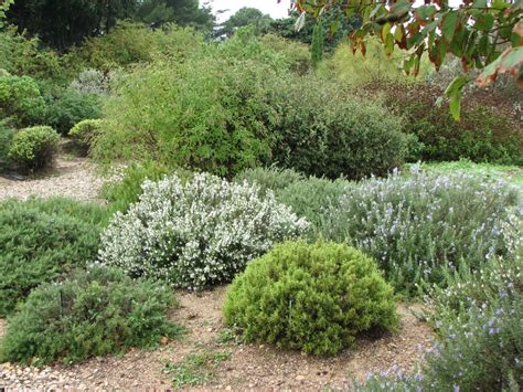 mediterranean shrubs