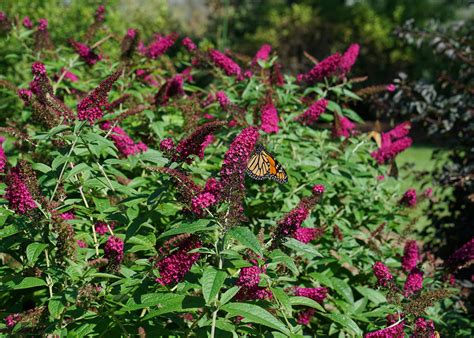 medium sized butterfly bush