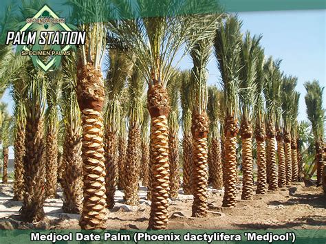 medjool palm tree