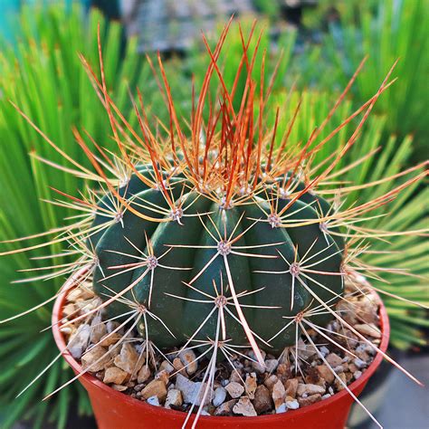 melocactus