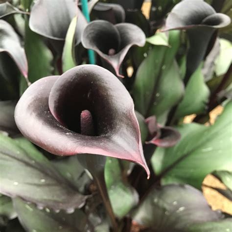 memories calla lily