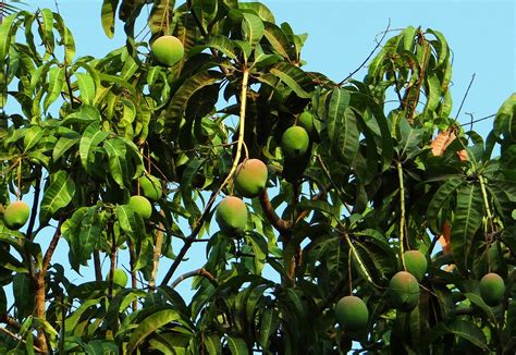 Mengenali pohon mangga