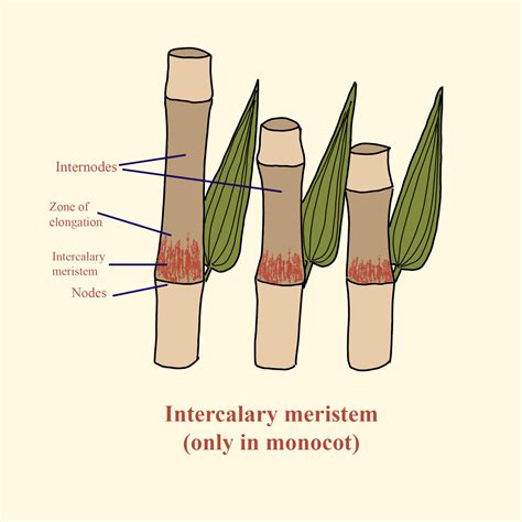 meristem interkalar