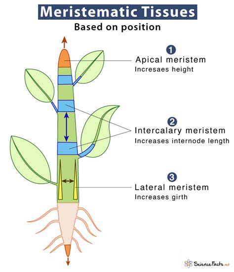 meristem lateral