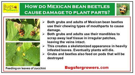 mexican bean beetle control