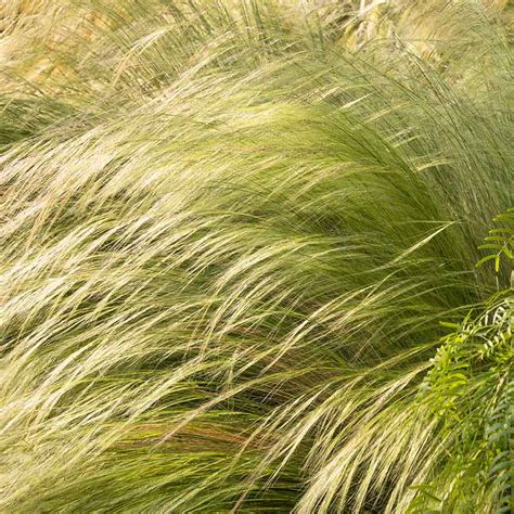 mexican feather grass companion plants