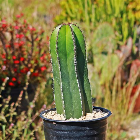 mexican fence cactus
