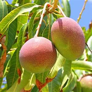 Preserving Mexican Mangoes