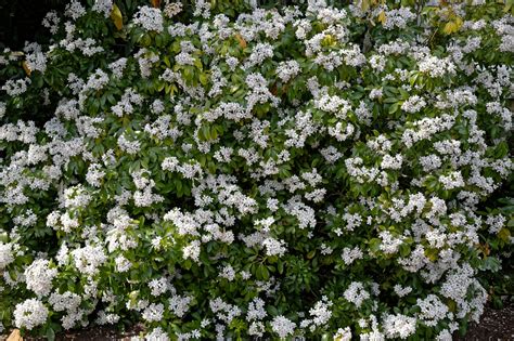 mexican mock orange
