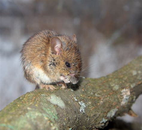 mice eating tree bark