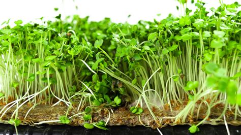 microgreen problems
