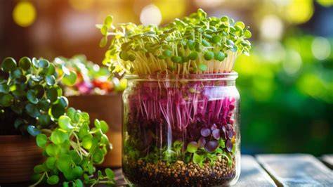 microgreens in a jar