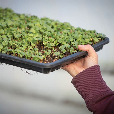 microgreens supplies