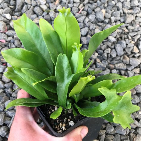 microsorum punctatum