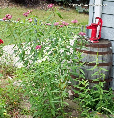 milkweed companion vegetables