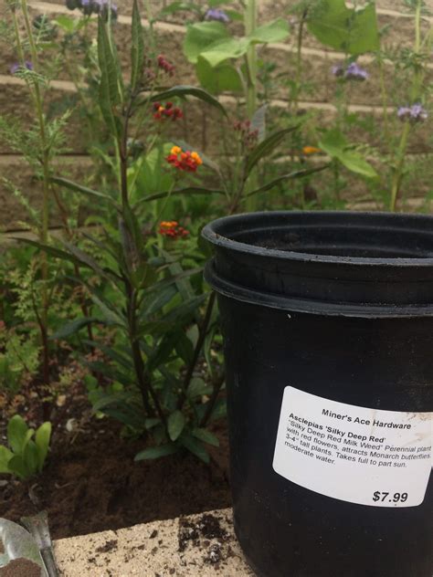 milkweed in pots