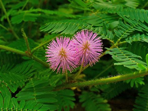 mimosa flower