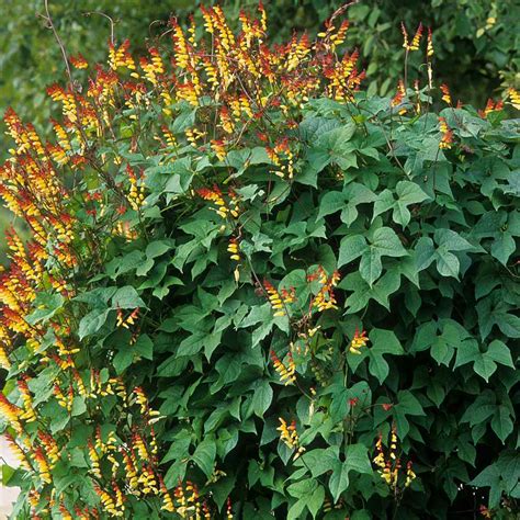 mina lobata