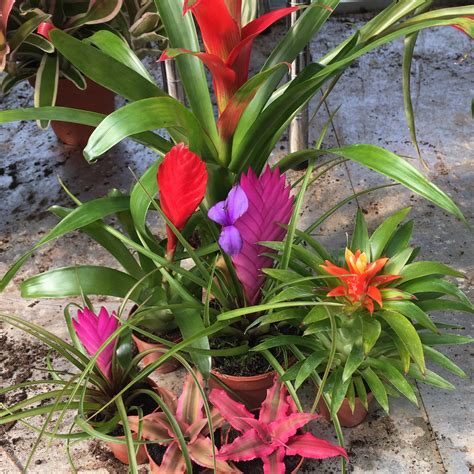 mini bromeliad