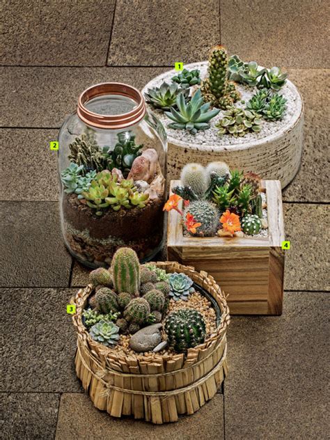 mini cactus garden