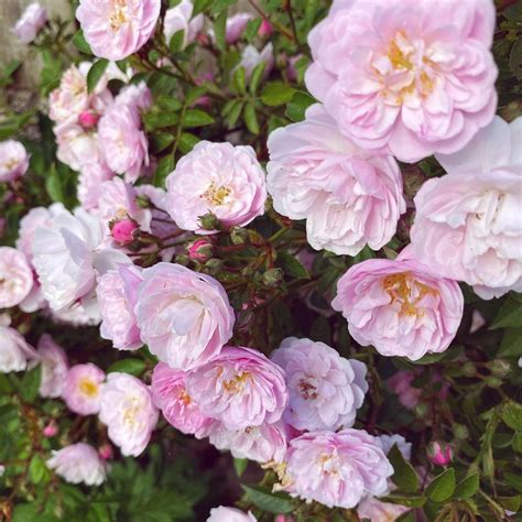 mini climbing roses