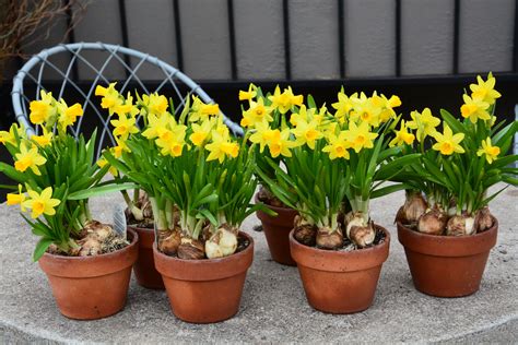 mini daffodils in pots