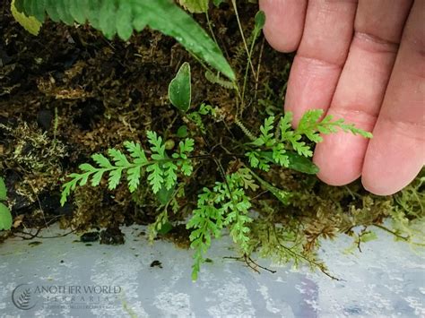 mini fern