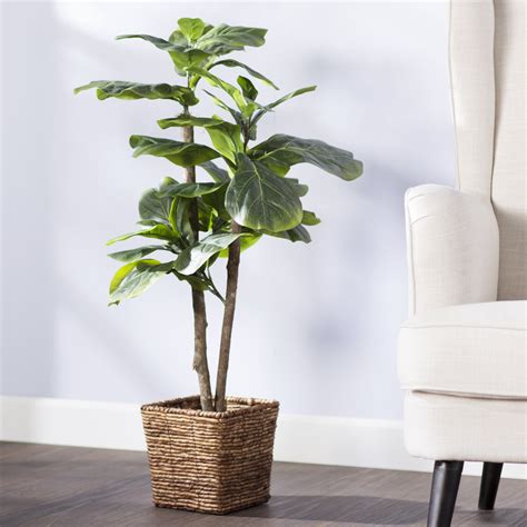 mini fiddle leaf fig