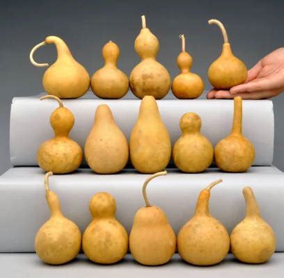 mini gourds