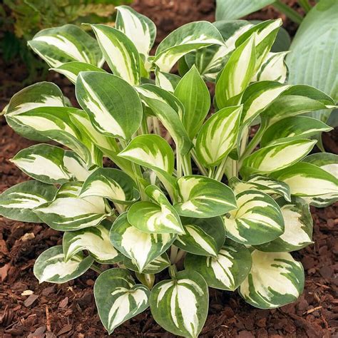 mini hostas