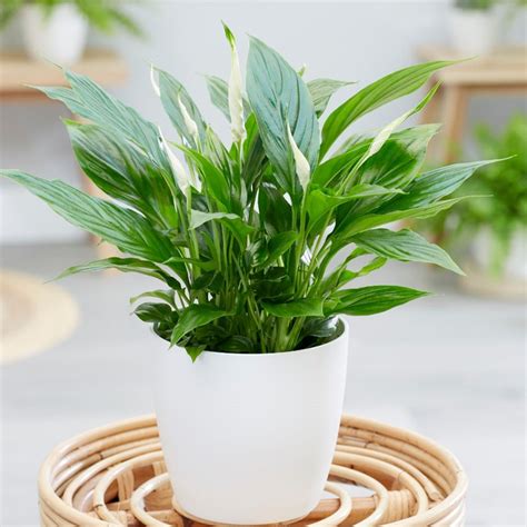 mini peace lily