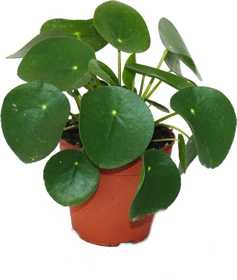 mini pilea
