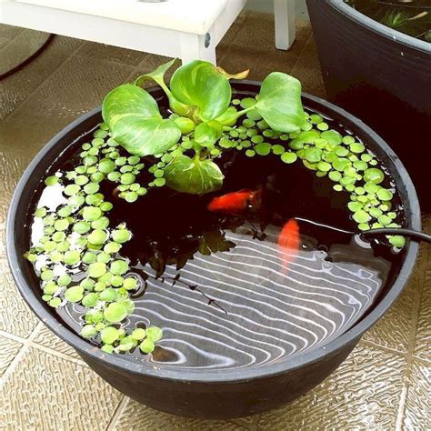 mini pond container