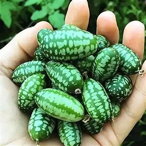 mini thumb watermelon