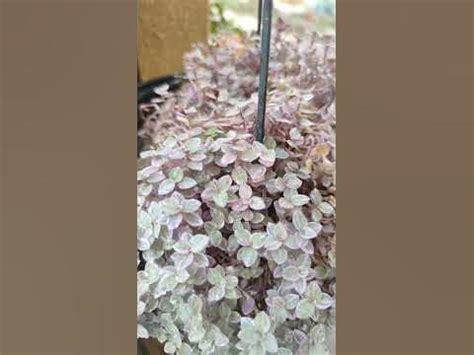 mini tradescantia