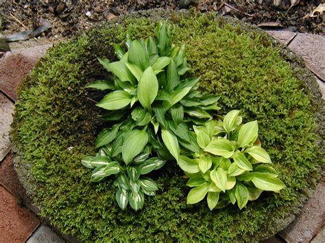 miniature hostas